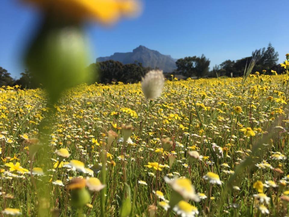 Chaston Manor Hotel Cape Town Bagian luar foto
