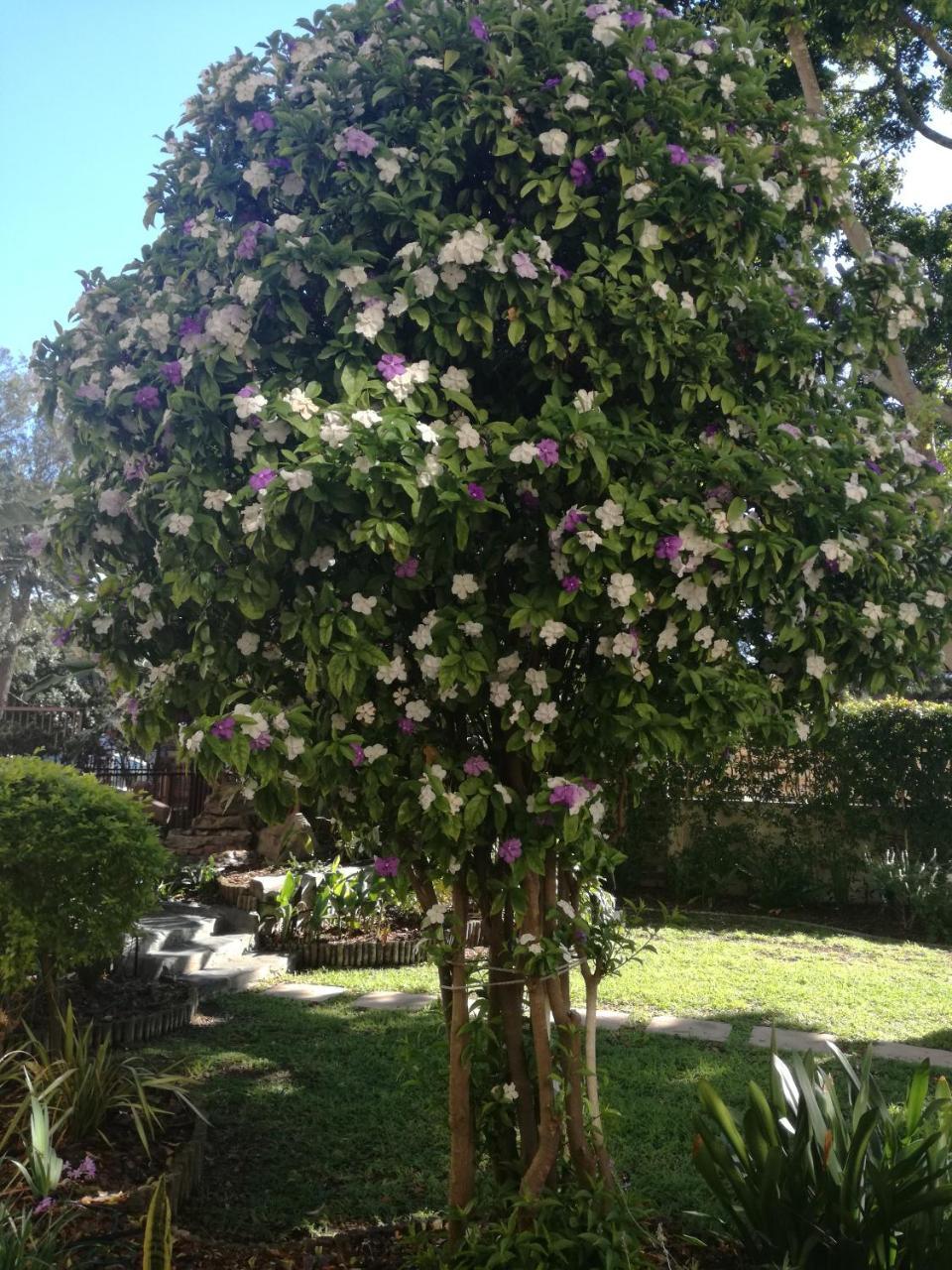 Chaston Manor Hotel Cape Town Bagian luar foto